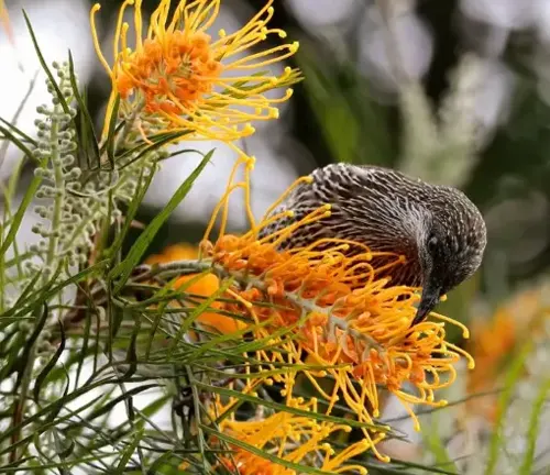 Bird feeding on the orange flowers of a Fern-leaved grevillea plant