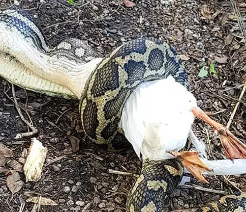 Coastal Carpet Python