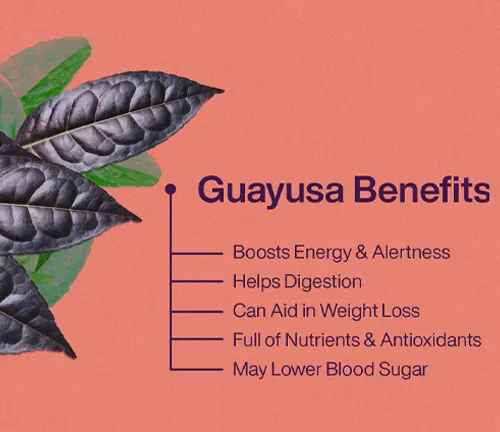Guayusa