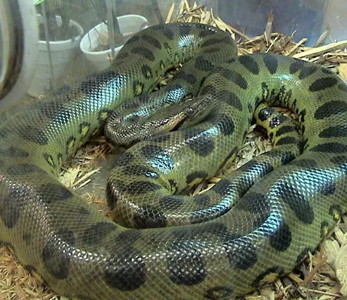 Green anaconda coiled in terrarium