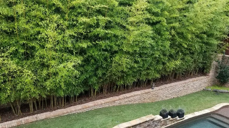 A lush bamboo grove beside a manicured lawn and pool