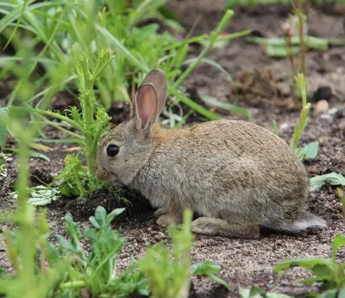 A Brush Rabbit nibbling on green plants in a garden setting