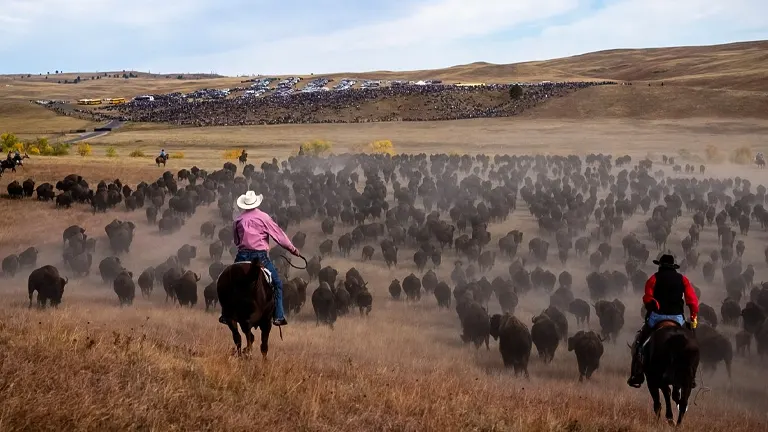 Two cowboys on horseback herding a large group of bison across a field in Custer State Park