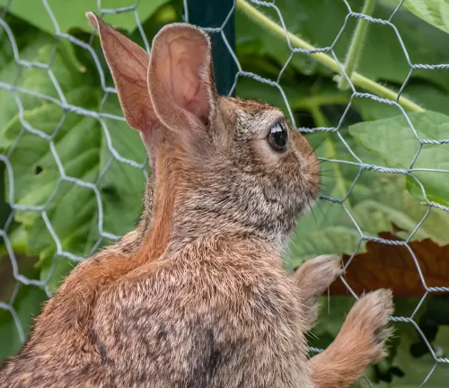 Cape Hare with detailed fur texture and large ears, observing intently against a backdrop of greenery and a wire fence