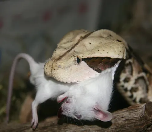 Close-up of a Gaboon Viper with a mouse in its mouth
