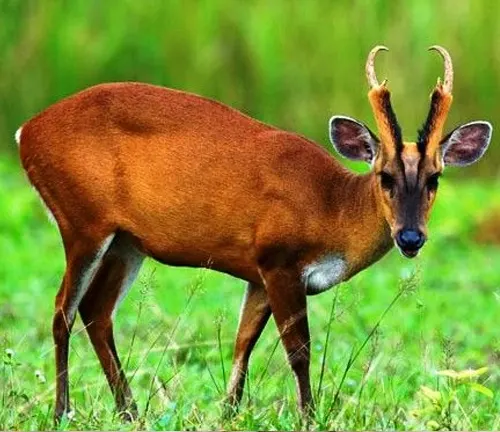Indian Muntjac with prominent antlers standing in a lush green field