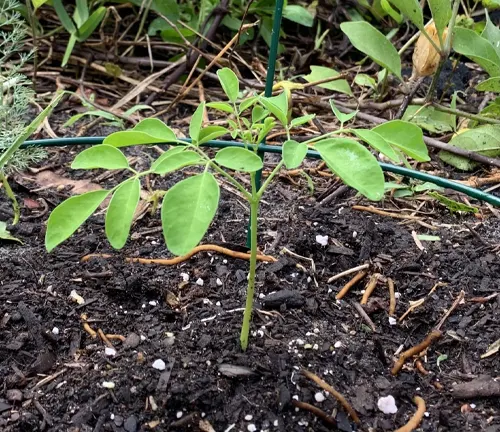 young Moringa tree with bright green leaves sprouting from dark, rich soil
