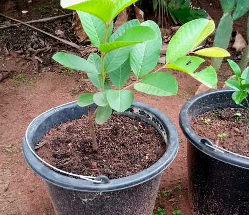 Young guava tree in a black pot