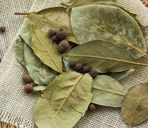 Dried bay laurel leaves and seeds on a textured fabric surface