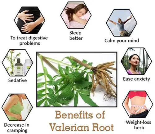 Infographic highlighting the various health benefits of Valerian Root