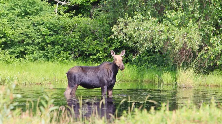 A moose standing in a pond surrounded by lush greenery in White Mountain National Forest