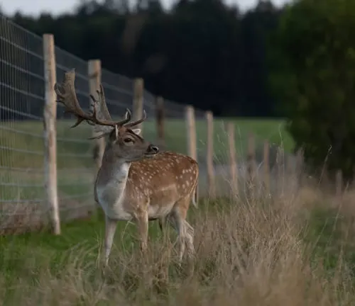Axis Deer standing near a fence in a field