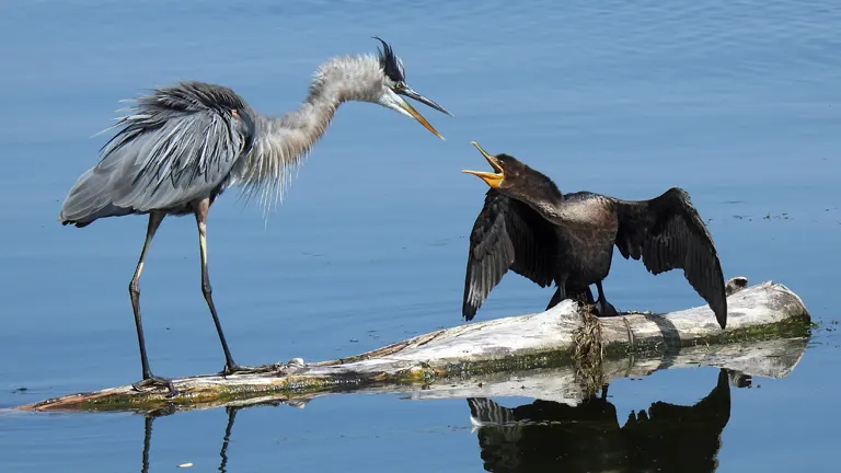 Heron and cormorant interacting on a floating log in calm waters at Presque Isle State Park