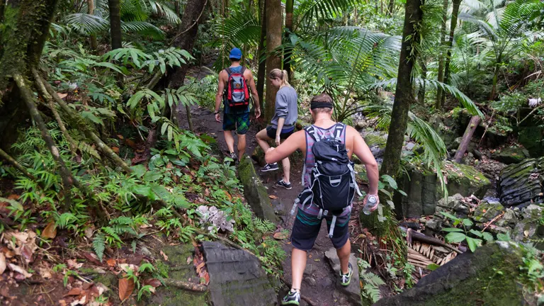 Hikers exploring a lush trail in El Yunque National Forest
