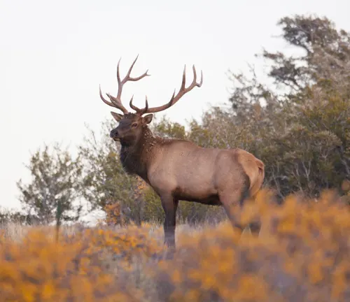 Majestic Rocky Mountain Elk with large antlers standing amidst colorful autumn foliage