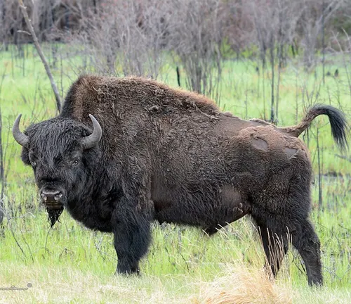 A Wood Bison grazing in a grassy field