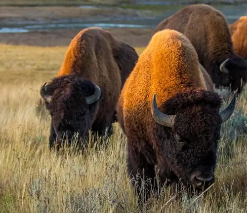Two Plains Bison grazing in a golden-hued grassland with water bodies in the background