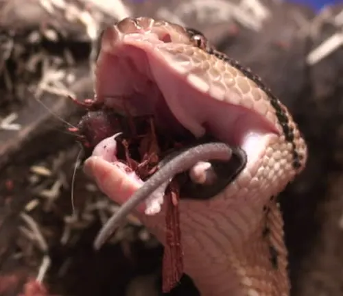Close up of a Bushmaster snake with its mouth open, showing its fangs and tongue