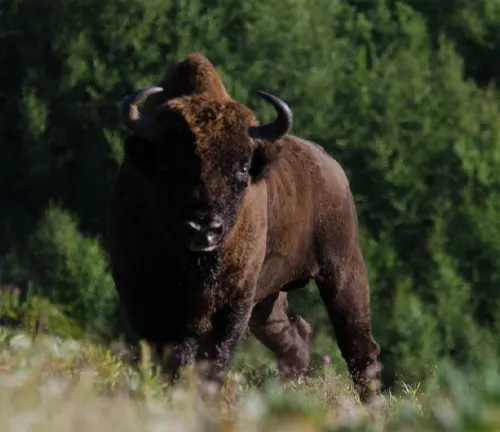 Caucasian European Bison standing in a green field with a forest in the background