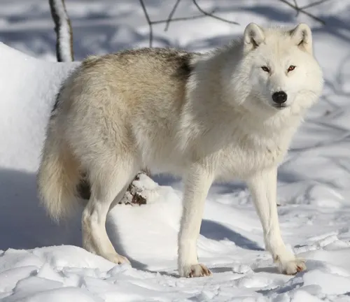 An Arctic Wolf standing in the snow