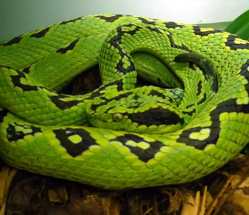 Vibrant green Bothriechis aurifer coiled on a natural fiber surface