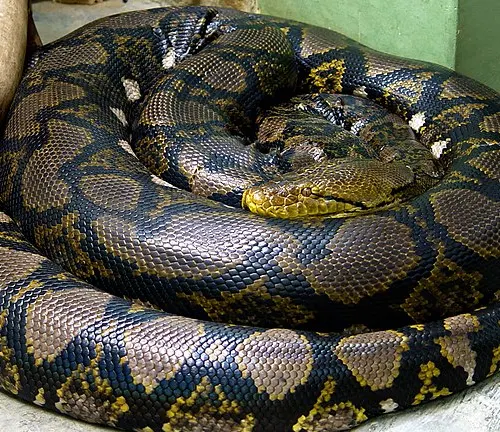 Coiled Malayopython reticulatus with intricate patterns on its scales