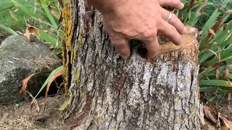 Hand resting on a tree trunk with a cut, indicating the process of tree felling