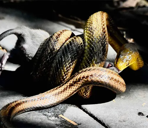 Yellow Rat Snake - Forestry.com