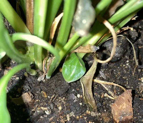 Close up of a Peace Lily plant with green leaves and soil
