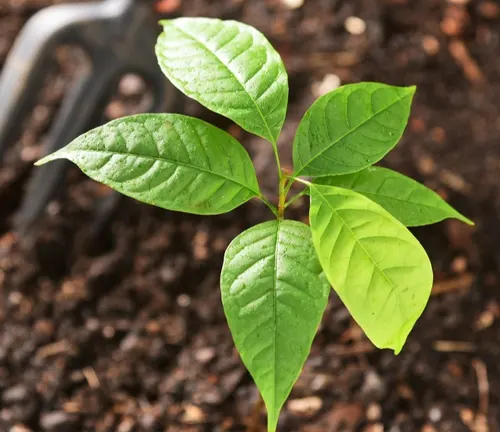 Close-up of Narra tree sapling with green leaves
