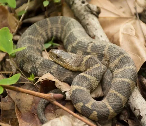 Brown Water Snake - Forestry.com