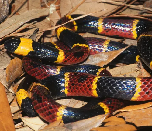 Close up of an Eastern Coral Snake on a bed of leaves