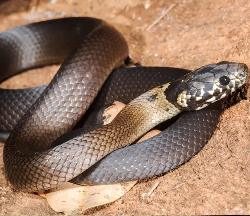 Pale-headed Snake – Forestry.com