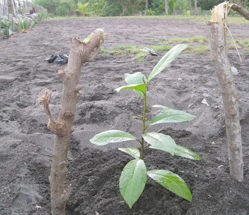 Young Talisay tree in a field with wooden stakes for support