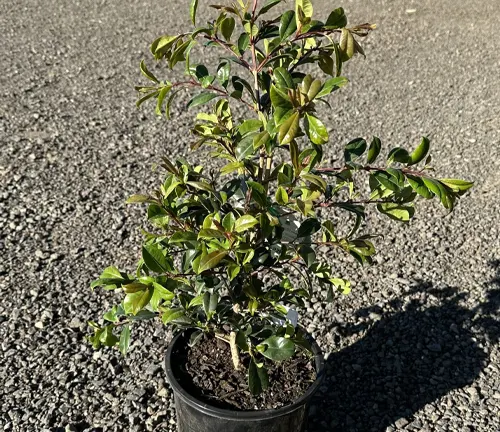 A potted Lilly Pilly plant on a gravel surface