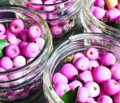 Jars of pink Lilly Pilly berries with green leaves