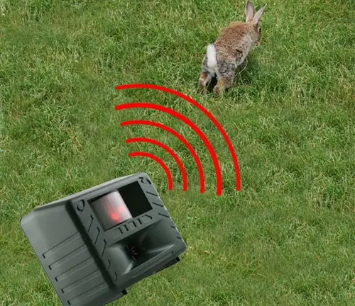 European Rabbit detected by a motion sensor in a grassy area