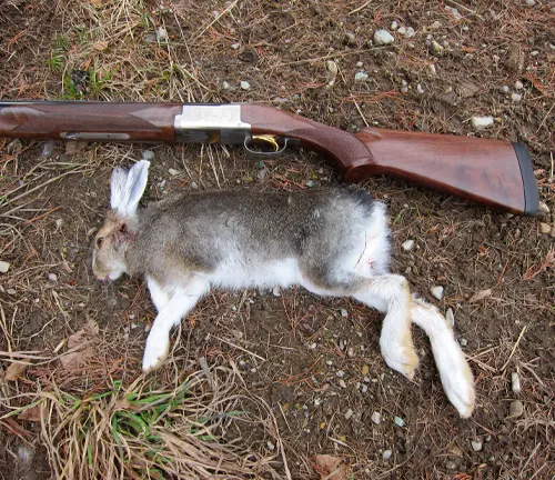 Dead Cape Hare