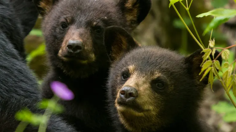 two black bears amidst the greenery of Pisgah National Forest, with a single purple flower adding a touch of color to the scene