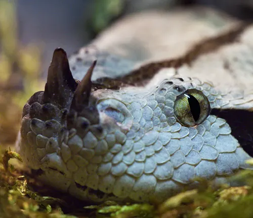 Close-up of a Gaboon Viper’s head and eye on mossy ground