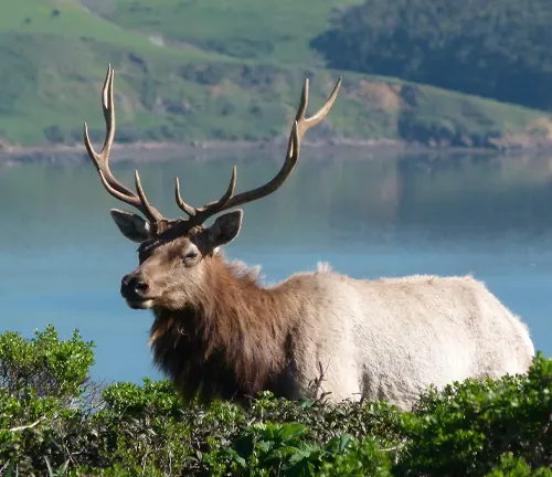 Tule Elk with large antlers standing amidst greenery with a lake and hills in the background