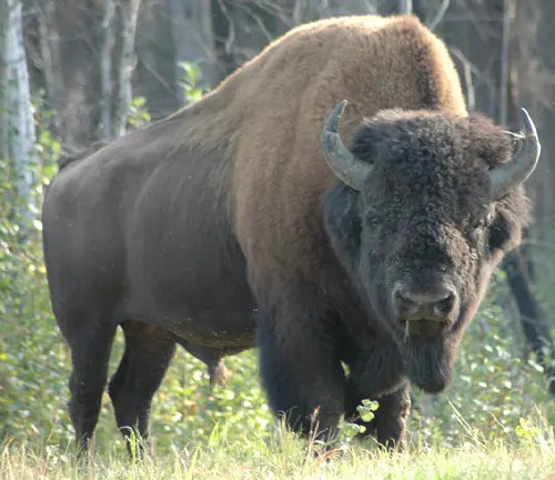 A Wood Bison standing in a grassy field with trees in the background