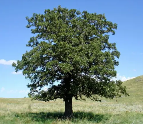 A lush Sawtooth Black Oak tree standing alone in a grassy field under a clear blue sky