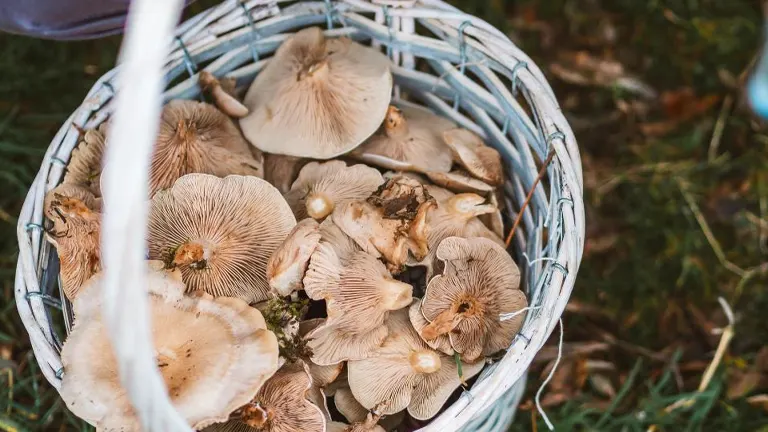 Basket full of freshly foraged mushrooms on grassy ground