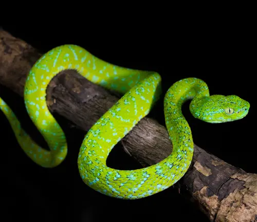Vibrant green Bothriechis bicolor with blue speckles coiled on a dark branch