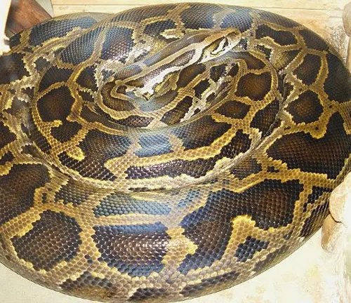 Coiled Python bivittatus with intricate patterns on its scales