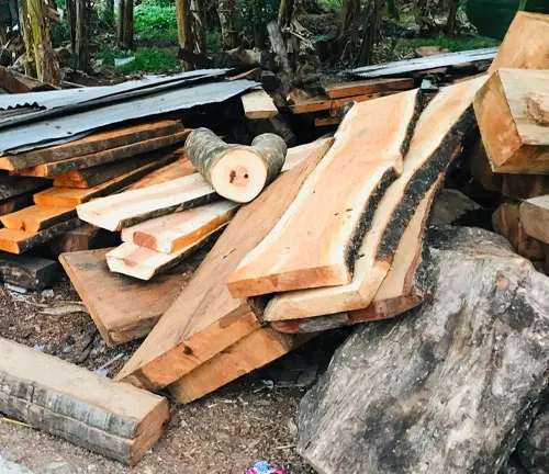 Freshly cut Narra tree logs stacked in a forest