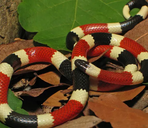 Close-up of an Arizona Coral Snake on a bed of leaves