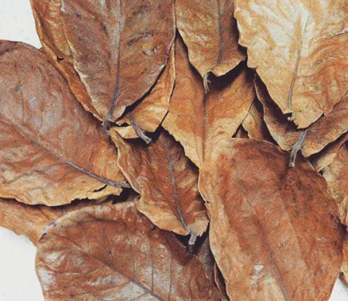 Close-up of dried Talisay tree leaves