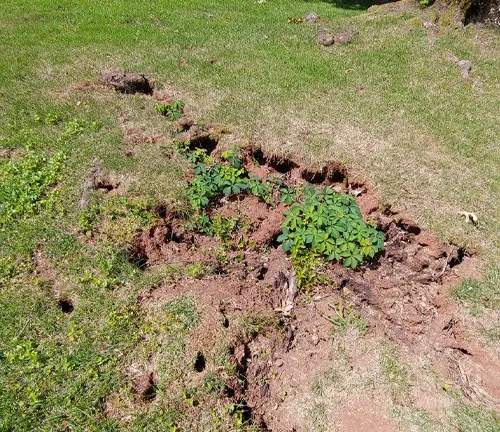 Damaged grass and soil with visible holes, likely caused by a chipmunk